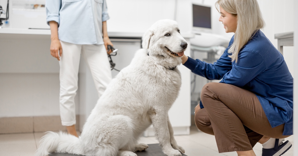A large white dog sits on a veterinary scale, with a woman crouched in front of it and another person standing behind.