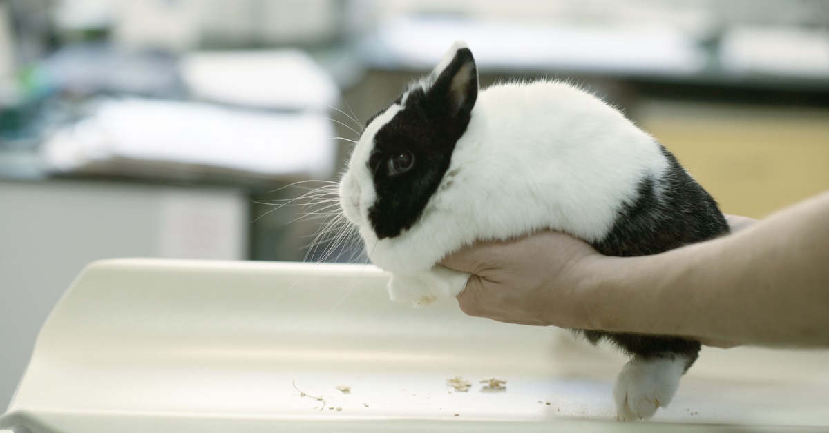 A person gently places a black-and-white rabbit on a digital scale that reads "0.700". The background is slightly blurred.
