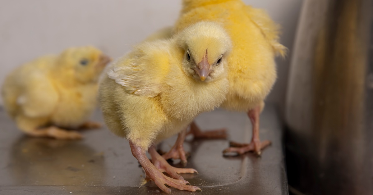 Three yellow chicks stand on a metal surface, with one chick in focus and the others blurred in the background.