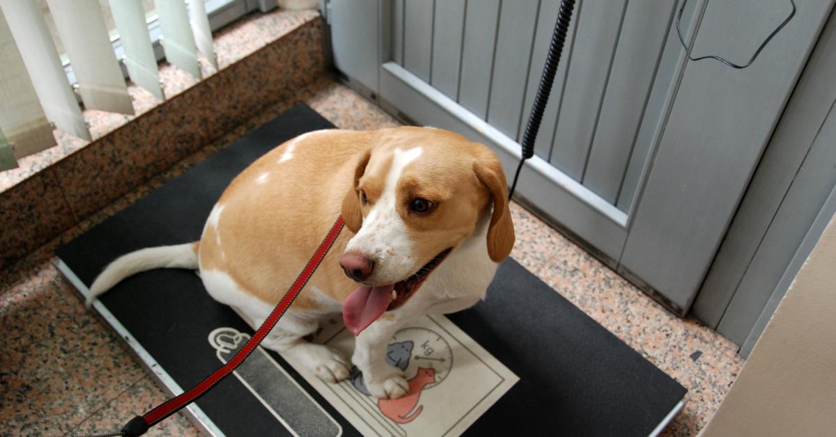 A brown-and-white dog sits on a large black indoor floor scale. The dog pants and looks off to the side.