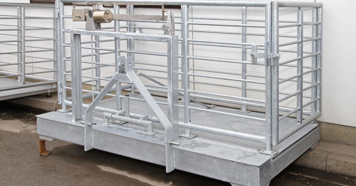 A large metal livestock scale with enclosed railings sits beside another scale against a plain white wall.