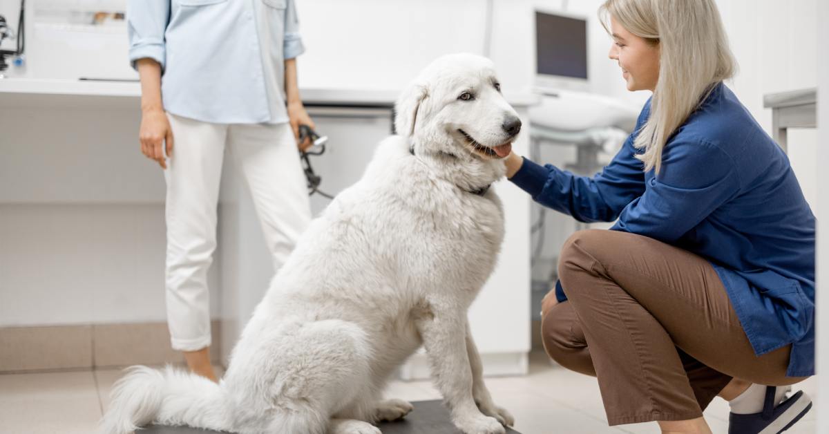 A large white dog sits on a veterinary scale as a woman pets it, and a person holding a stethoscope stands in the background.